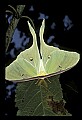 10250-00058--Butterflies and Moths.jpg