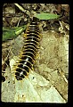 10300-00001-Insects, General-Millipede.jpg