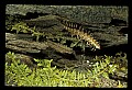 10300-00002-Insects, General-Centipede.jpg