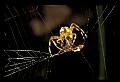 10350-00001-Spiders and Spider Webs.jpg