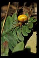 10350-00004-Spiders and Spider Webs.jpg