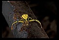 10350-00012-Spiders and Spider Webs.jpg