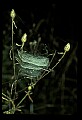 10350-00019-Spiders and Spider Webs.jpg