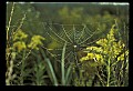 10350-00021-Spiders and Spider Webs.jpg