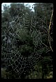 10350-00024-Spiders and Spider Webs.jpg