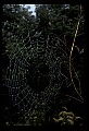 10350-00025-Spiders and Spider Webs.jpg
