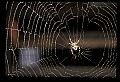 10350-00026-Spiders and Spider Webs.jpg