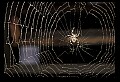 10350-00027-Spiders and Spider Webs.jpg