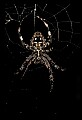 10350-00028-Spiders and Spider Webs.jpg