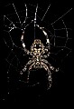 10350-00029-Spiders and Spider Webs.jpg