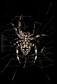 10350-00030-Spiders and Spider Webs.jpg