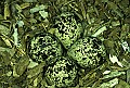 1-6-07-00212 killdeer eggs in nest.jpg