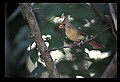 10500-00005 Birds-Female Cardinal.jpg