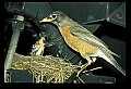 10500-00006 Birds-Robin feeding chick.jpg