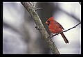 10500-00009 Birds-male Cardinal.jpg
