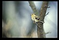 10500-00010 Birds-female Goldfinch.jpg