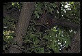10500-00011 Birds-Pileated Woodpecker.jpg