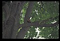10500-00012 Birds-Pileated Woodpecker.jpg