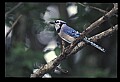 10500-00014 Birds-Bluejay.jpg