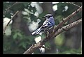 10500-00015 Birds-Bluejay.jpg
