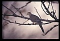 10500-00016 Birds-Mounring Dove.jpg