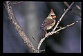 10500-00017 Birds-Female Cardinal.jpg