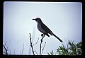 10500-00024-Birds, General-Northern Mockingbird.jpg