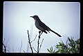 10500-00025-Birds, General-Northern Mockingbird.jpg