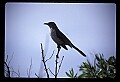 10500-00026-Birds, General-Northern Mockingbird.jpg