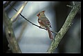 10500-00033-Birds, General-female Cardinal.jpg