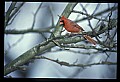 10500-00035-Birds, General-Male Cardinal.jpg