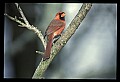 10500-00036-Birds, General-Male Cardinal.jpg