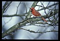 10500-00037-Birds, General-Male Cardinal.jpg