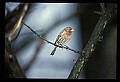 10500-00042-Birds, General-male House Finch.jpg
