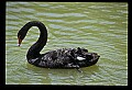 10500-00043-Birds, General-Black Swan.jpg
