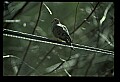 10500-00044-Birds, General-Mourning Dove.jpg