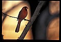 10500-00120-Birds, General-male Cardinal.jpg