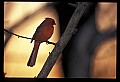 10500-00123-Birds, General-male Cardinal.jpg