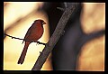 10500-00128-Birds, General-male Cardinal.jpg