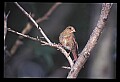 10500-00131-Birds, Generall-female Cardinal.jpg