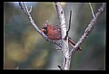 10500-00132-Birds, General-male Cardinal.jpg