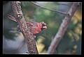 10500-00133-Birds, General-male Cardinal.jpg