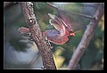 10500-00134-Birds, General-male Cardinal.jpg
