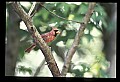 10500-00150-Birds, General-male Cardinal.jpg