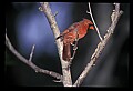 10500-00151-Birds, General-male Cardinal.jpg