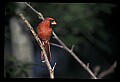 10500-00154-Birds, General-male Cardinal.jpg
