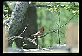 10500-00156-Birds, General-male Cardinal.jpg