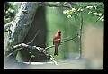 10500-00158-Birds, General-male Cardinal.jpg