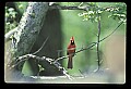 10500-00159-Birds, General-male Cardinal.jpg