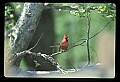 10500-00160-Birds, General-male Cardinal.jpg